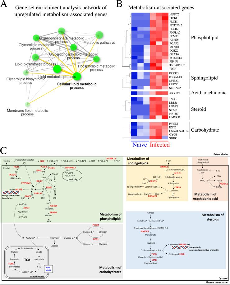 https://cdn.ncbi.nlm.nih.gov/pmc/blobs/fe0e/10581067/6843c027b482/spectrum.01687-23.f006.jpg