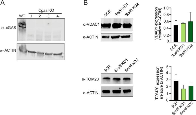 https://cdn.ncbi.nlm.nih.gov/pmc/blobs/fe0f/9718523/645bcf45eff1/elife-82244-fig2-figsupp1.jpg