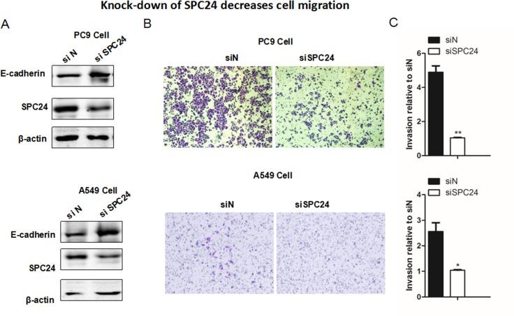 https://cdn.ncbi.nlm.nih.gov/pmc/blobs/fe12/5630346/d60464bd4007/oncotarget-08-65469-g003.jpg