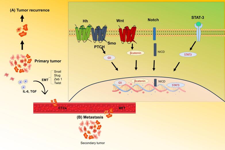 https://cdn.ncbi.nlm.nih.gov/pmc/blobs/fe13/10920615/849fd8395ec0/11671_2024_3985_Fig1_HTML.jpg