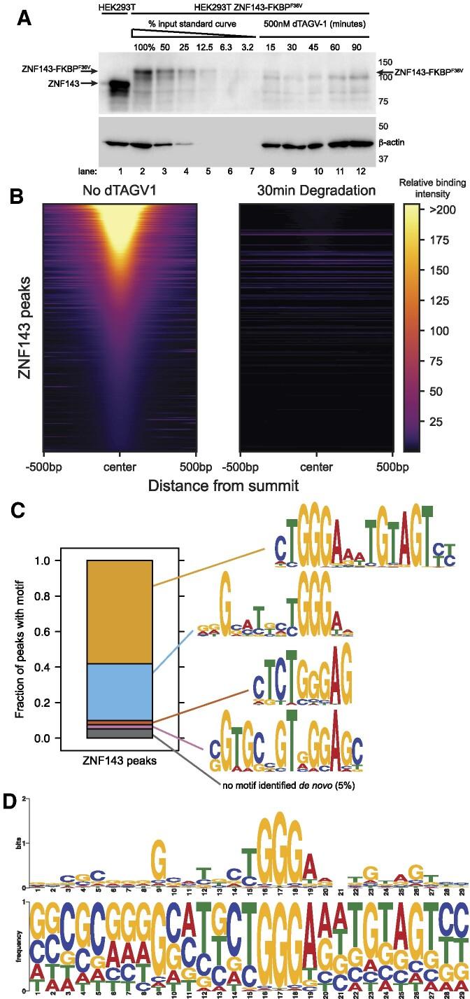 https://cdn.ncbi.nlm.nih.gov/pmc/blobs/fe16/11754675/5b2f7e19d537/gkae1182fig1.jpg