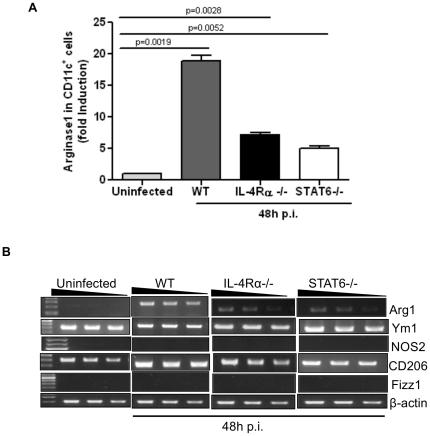 https://cdn.ncbi.nlm.nih.gov/pmc/blobs/fe18/3016416/181a11357128/pone.0015943.g005.jpg