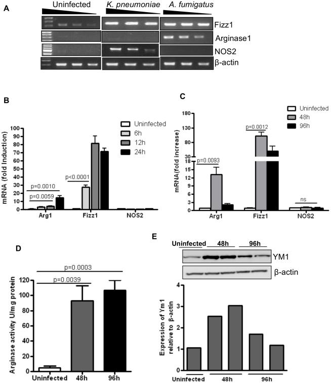 https://cdn.ncbi.nlm.nih.gov/pmc/blobs/fe18/3016416/2e1f745f587c/pone.0015943.g001.jpg