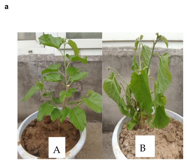 https://cdn.ncbi.nlm.nih.gov/pmc/blobs/fe19/8400578/fe6fa8ef4ca7/plants-10-01636-g001a.jpg