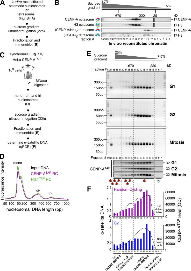 https://cdn.ncbi.nlm.nih.gov/pmc/blobs/fe1c/5350519/bedd6cfda0b8/JCB_201608083_Fig5.jpg