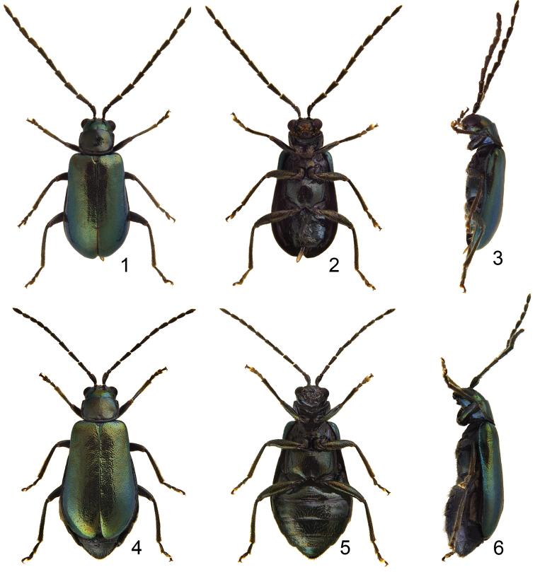 https://cdn.ncbi.nlm.nih.gov/pmc/blobs/fe1f/4714334/43a6cf474954/zookeys-547-075-g001.jpg