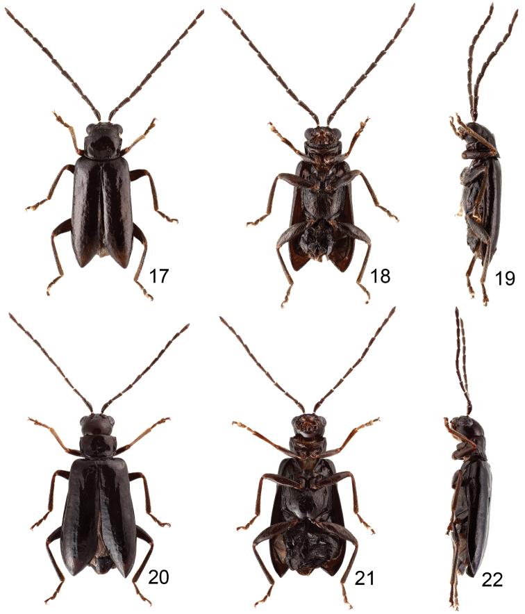 https://cdn.ncbi.nlm.nih.gov/pmc/blobs/fe1f/4714334/b9b44361ef04/zookeys-547-075-g004.jpg