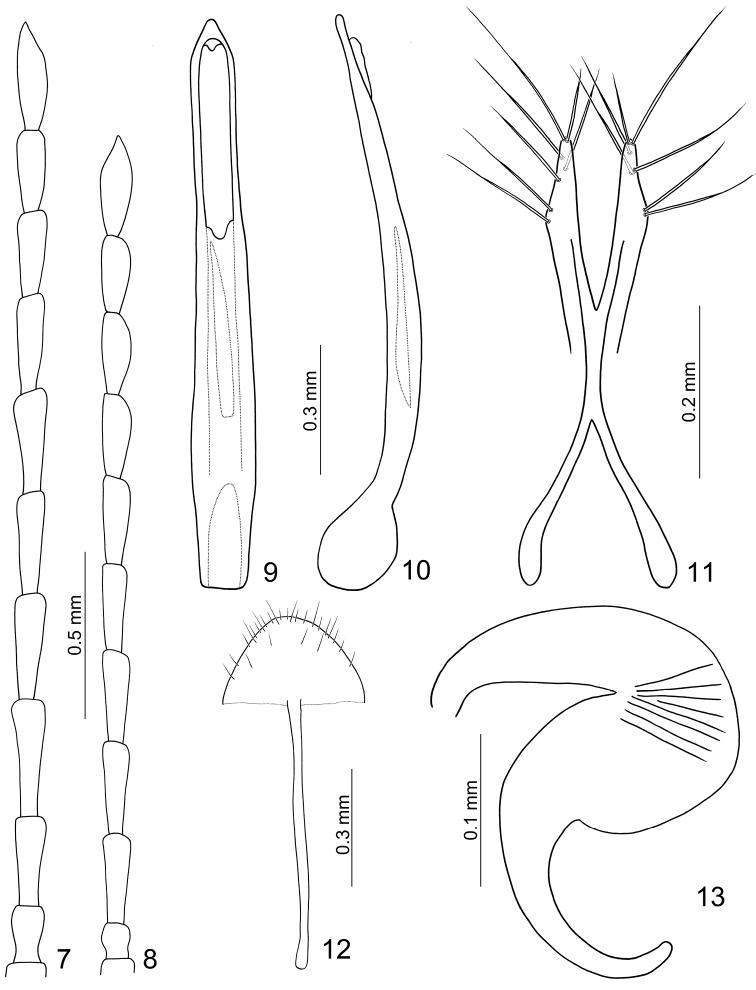 https://cdn.ncbi.nlm.nih.gov/pmc/blobs/fe1f/4714334/c03f9e23d345/zookeys-547-075-g002.jpg