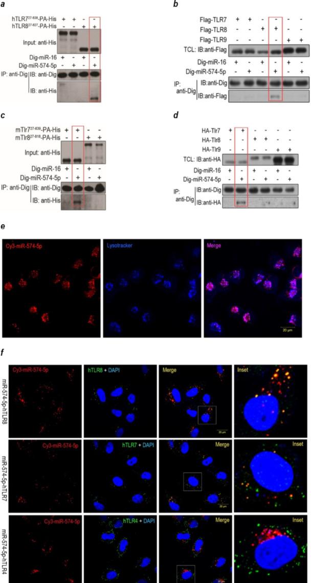 https://cdn.ncbi.nlm.nih.gov/pmc/blobs/fe20/11000404/5b523be76977/12964_2024_1601_Fig2_HTML.jpg