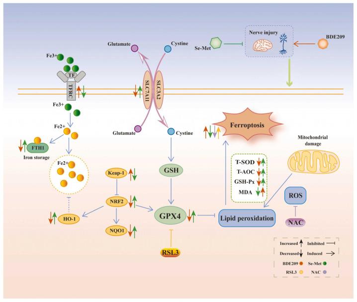 https://cdn.ncbi.nlm.nih.gov/pmc/blobs/fe20/12024821/28ab78279210/biosensors-15-00242-g002.jpg