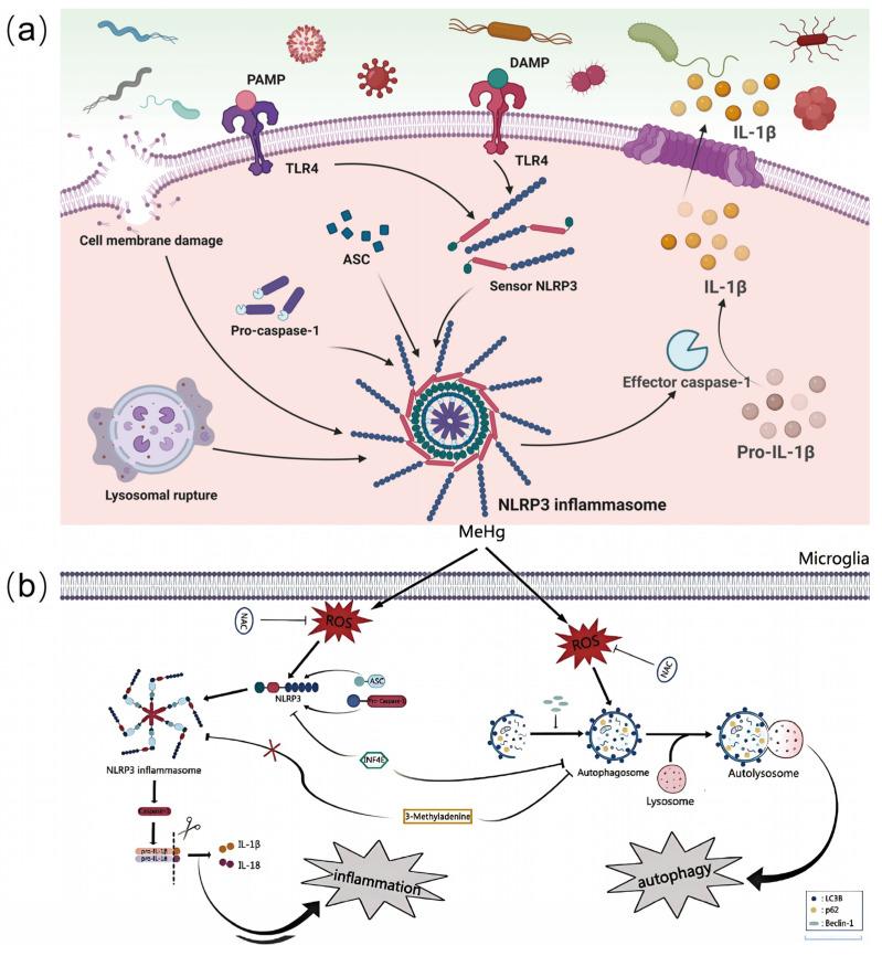 https://cdn.ncbi.nlm.nih.gov/pmc/blobs/fe20/12024821/5d403ede87d4/biosensors-15-00242-g004.jpg