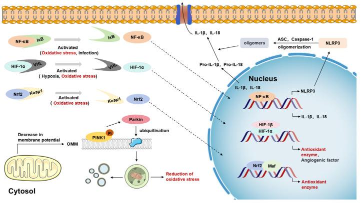 https://cdn.ncbi.nlm.nih.gov/pmc/blobs/fe20/12024821/ac358f713bb5/biosensors-15-00242-g006.jpg