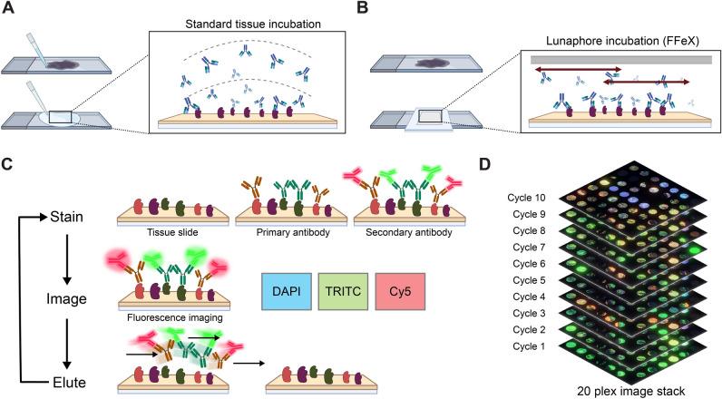 https://cdn.ncbi.nlm.nih.gov/pmc/blobs/fe21/10904364/44c144a40e08/41598_2024_55387_Fig1_HTML.jpg
