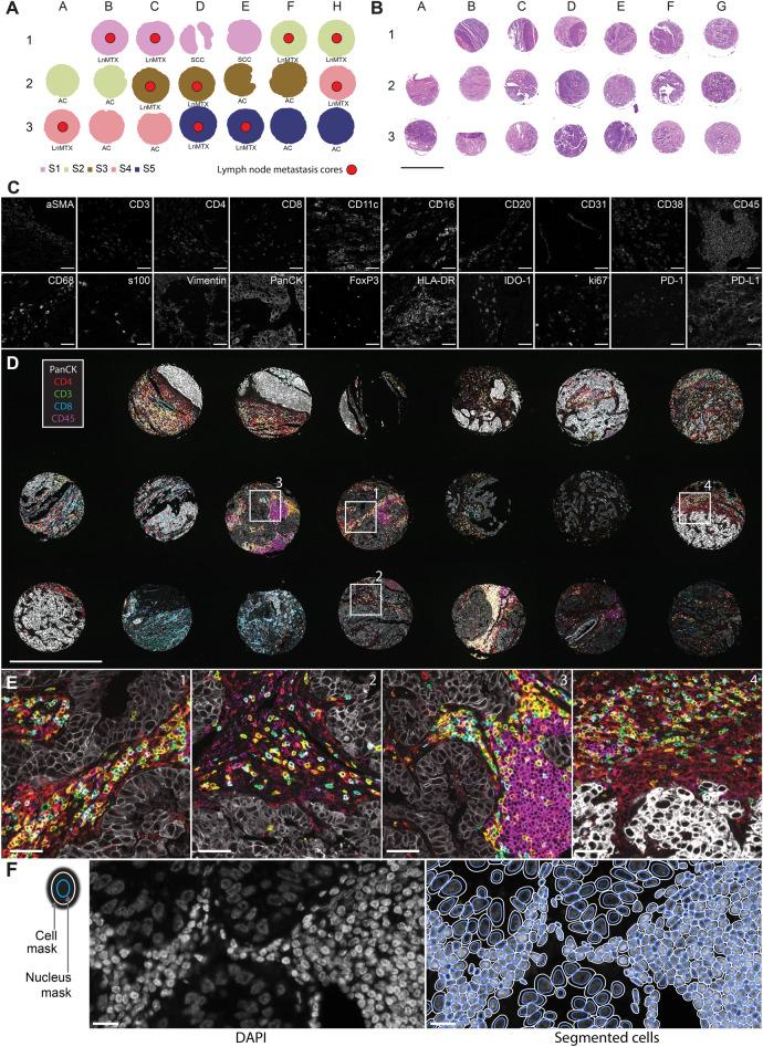 https://cdn.ncbi.nlm.nih.gov/pmc/blobs/fe21/10904364/9abeef5dea99/41598_2024_55387_Fig2_HTML.jpg