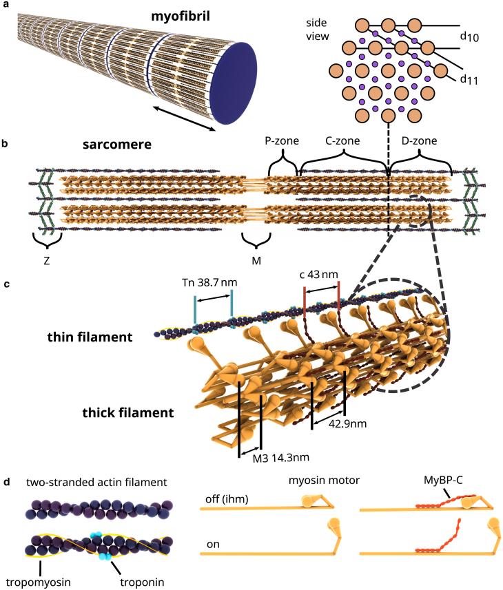 https://cdn.ncbi.nlm.nih.gov/pmc/blobs/fe23/11427778/95ecb7ff5d00/gr1.jpg