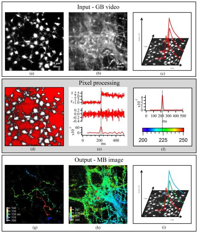 https://cdn.ncbi.nlm.nih.gov/pmc/blobs/fe23/4132995/d395164a7324/boe-5-8-2648-g004.jpg