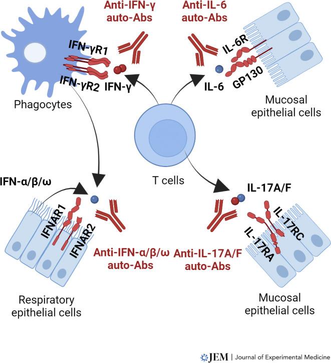 https://cdn.ncbi.nlm.nih.gov/pmc/blobs/fe24/8952682/2d47274a086d/JEM_20211387_Fig1.jpg