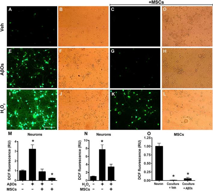 https://cdn.ncbi.nlm.nih.gov/pmc/blobs/fe26/12391054/67516e316c98/fcell-13-1650885-g004.jpg