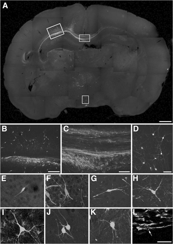 https://cdn.ncbi.nlm.nih.gov/pmc/blobs/fe26/12391054/c0b9c41ead72/fcell-13-1650885-g003.jpg