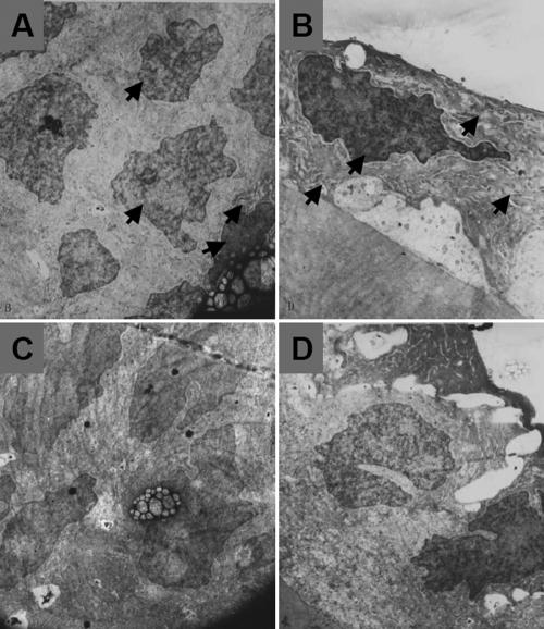 https://cdn.ncbi.nlm.nih.gov/pmc/blobs/fe26/2605429/0fc2b59d4dba/mv-v14-2404-f4.jpg