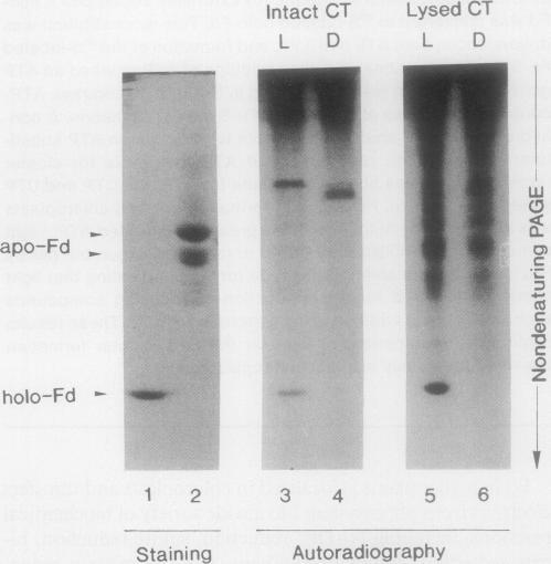 https://cdn.ncbi.nlm.nih.gov/pmc/blobs/fe27/1077490/11b74f37a250/plntphys00814-0112-a.jpg