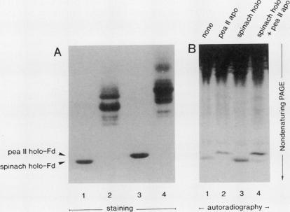 https://cdn.ncbi.nlm.nih.gov/pmc/blobs/fe27/1077490/e9b5549526a4/plntphys00814-0115-a.jpg