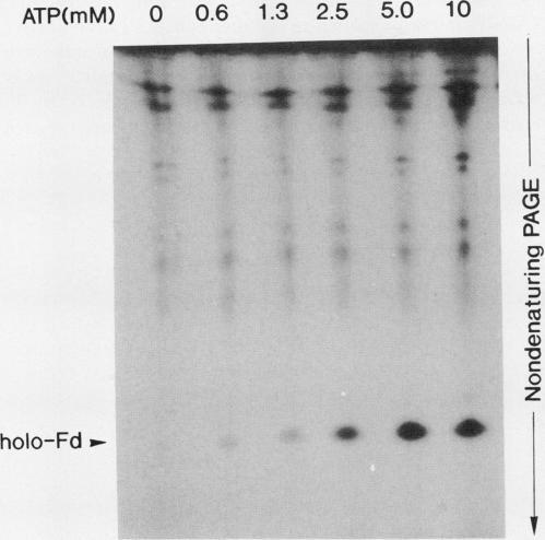 https://cdn.ncbi.nlm.nih.gov/pmc/blobs/fe27/1077490/f9e0bd21def9/plntphys00814-0115-b.jpg
