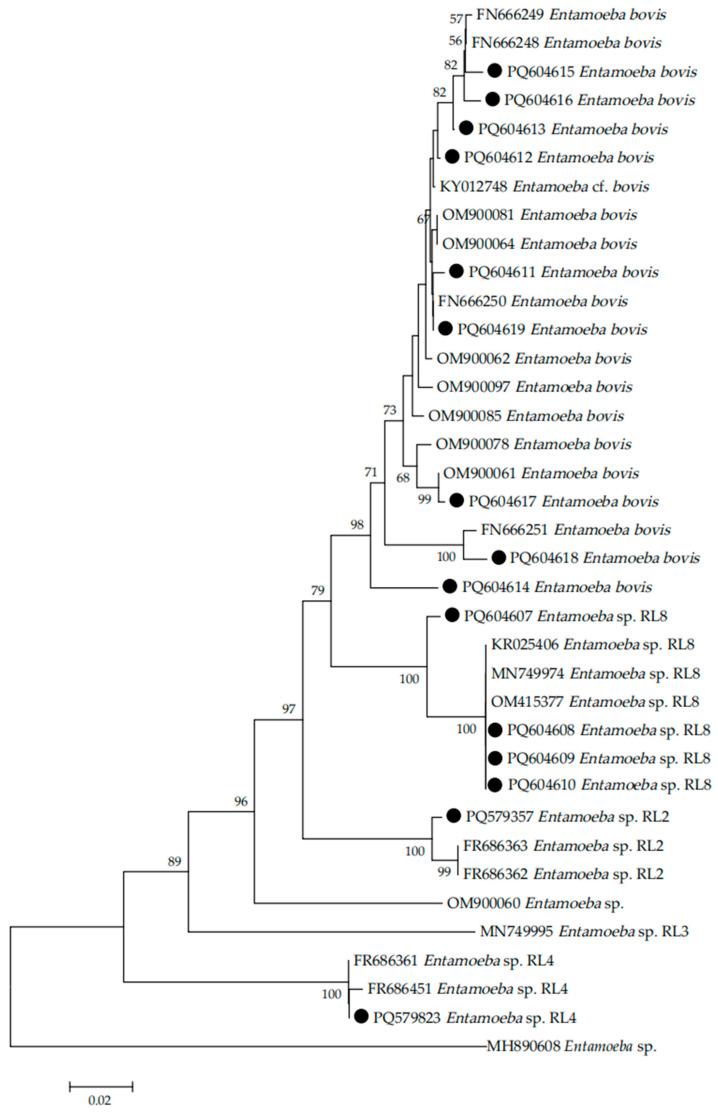 https://cdn.ncbi.nlm.nih.gov/pmc/blobs/fe28/11768862/bef11328c201/vetsci-12-00019-g002.jpg
