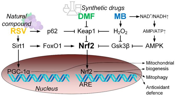 https://cdn.ncbi.nlm.nih.gov/pmc/blobs/fe28/8308546/14090877f713/pharmaceuticals-14-00607-g009.jpg