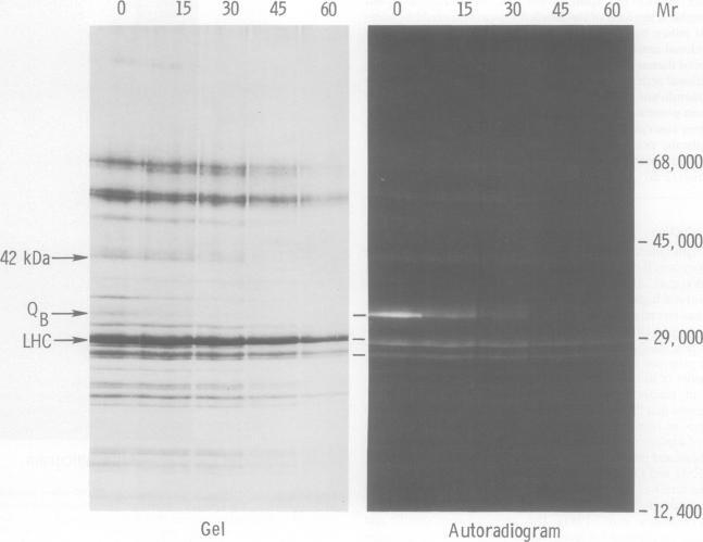 https://cdn.ncbi.nlm.nih.gov/pmc/blobs/fe2f/554400/11d73f5d7db2/emboj00272-0042-a.jpg