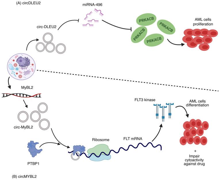 https://cdn.ncbi.nlm.nih.gov/pmc/blobs/fe32/8651224/3a513b0f072e/IJO-59-06-05287-g02.jpg