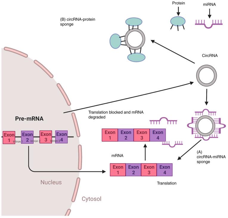 https://cdn.ncbi.nlm.nih.gov/pmc/blobs/fe32/8651224/643e4d974b22/IJO-59-06-05287-g01.jpg