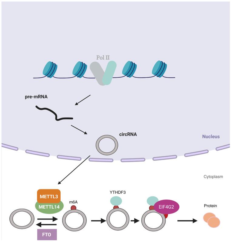 https://cdn.ncbi.nlm.nih.gov/pmc/blobs/fe32/8651224/92ad962dae4f/IJO-59-06-05287-g00.jpg