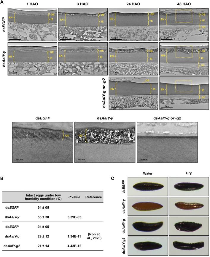 https://cdn.ncbi.nlm.nih.gov/pmc/blobs/fe38/8716798/547af7610d5a/fcell-09-769788-g004.jpg