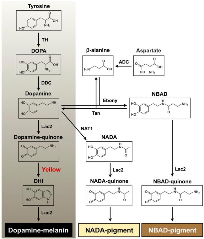 https://cdn.ncbi.nlm.nih.gov/pmc/blobs/fe38/8716798/d484f7d9f6d4/fcell-09-769788-g001.jpg