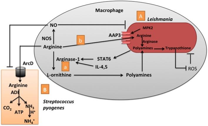 https://cdn.ncbi.nlm.nih.gov/pmc/blobs/fe39/5835074/85f2f5400b20/fimmu-09-00319-g002.jpg