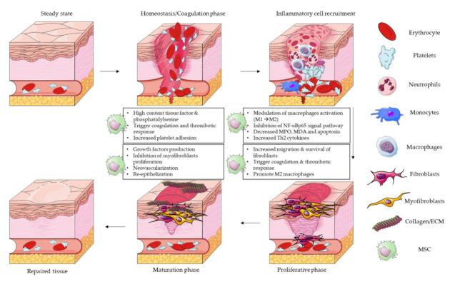 https://cdn.ncbi.nlm.nih.gov/pmc/blobs/fe3e/8305394/bea6338f5a81/cells-10-01729-g002.jpg