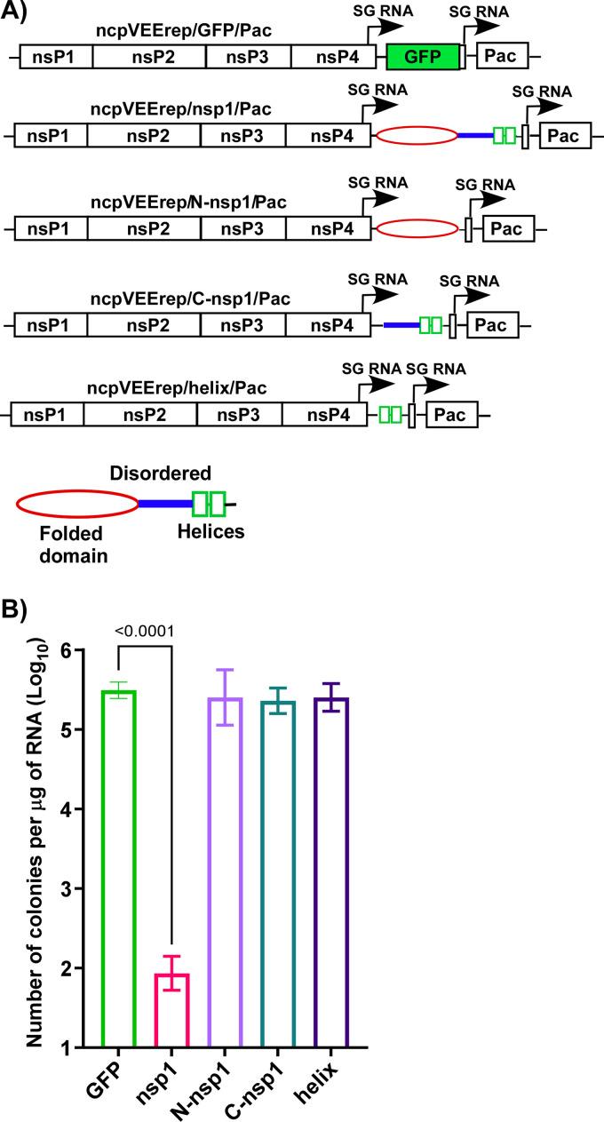 https://cdn.ncbi.nlm.nih.gov/pmc/blobs/fe41/10062135/61886e2faa5b/jvi.01865-22-f002.jpg
