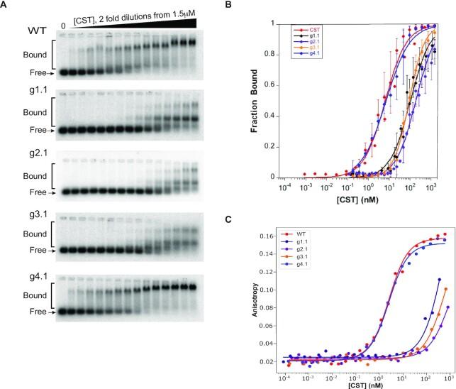 https://cdn.ncbi.nlm.nih.gov/pmc/blobs/fe4b/8599947/34c925d2da96/gkab942fig2.jpg