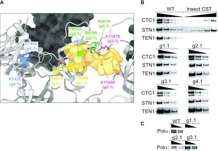 https://cdn.ncbi.nlm.nih.gov/pmc/blobs/fe4b/8599947/656d787b15e0/gkab942fig1.jpg