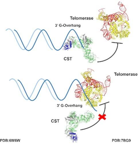 https://cdn.ncbi.nlm.nih.gov/pmc/blobs/fe4b/8599947/97b145046f26/gkab942gra1.jpg