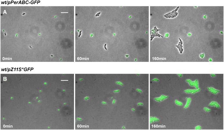https://cdn.ncbi.nlm.nih.gov/pmc/blobs/fe4e/5295817/bc7e7672a1e7/elife-19599-fig6-figsupp1.jpg