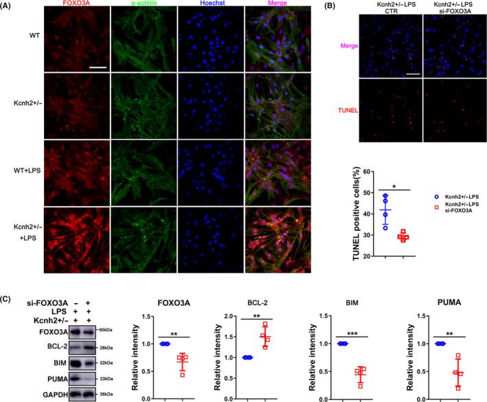 https://cdn.ncbi.nlm.nih.gov/pmc/blobs/fe50/7848965/185510c6cd7d/CPR-54-e12962-g005.jpg