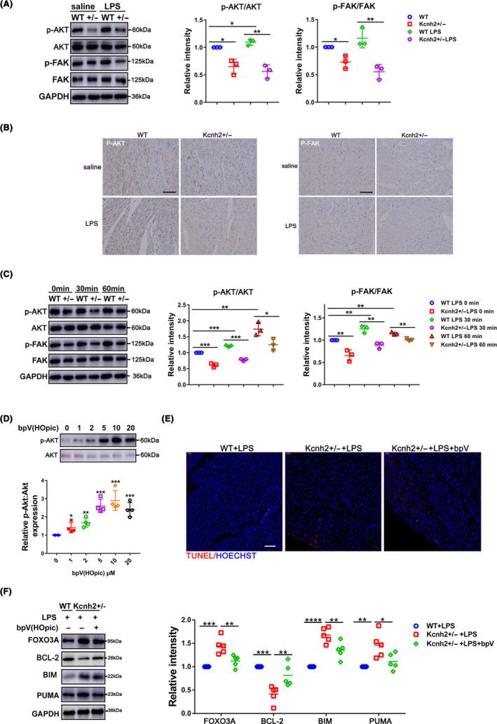 https://cdn.ncbi.nlm.nih.gov/pmc/blobs/fe50/7848965/3862e81d7892/CPR-54-e12962-g006.jpg