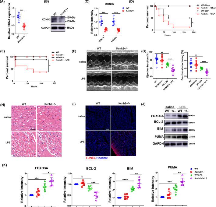 https://cdn.ncbi.nlm.nih.gov/pmc/blobs/fe50/7848965/92ac231bc5f7/CPR-54-e12962-g002.jpg