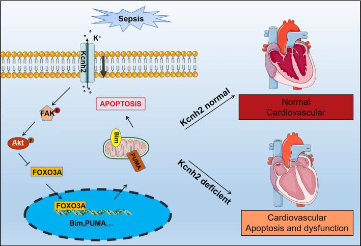https://cdn.ncbi.nlm.nih.gov/pmc/blobs/fe50/7848965/9b583b533de3/CPR-54-e12962-g007.jpg