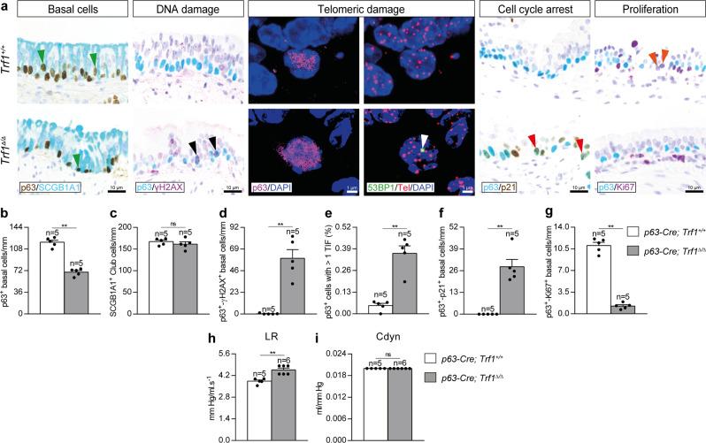 https://cdn.ncbi.nlm.nih.gov/pmc/blobs/fe52/9537293/15df40965fdc/41467_2022_32771_Fig9_HTML.jpg