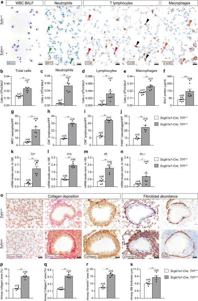 https://cdn.ncbi.nlm.nih.gov/pmc/blobs/fe52/9537293/507a9e00c4b4/41467_2022_32771_Fig7_HTML.jpg