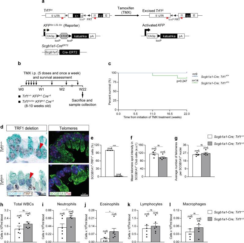 https://cdn.ncbi.nlm.nih.gov/pmc/blobs/fe52/9537293/602261ff00ac/41467_2022_32771_Fig5_HTML.jpg