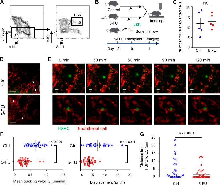 https://cdn.ncbi.nlm.nih.gov/pmc/blobs/fe56/7941180/b0e769316b84/JEM_20200817_FigS1.jpg